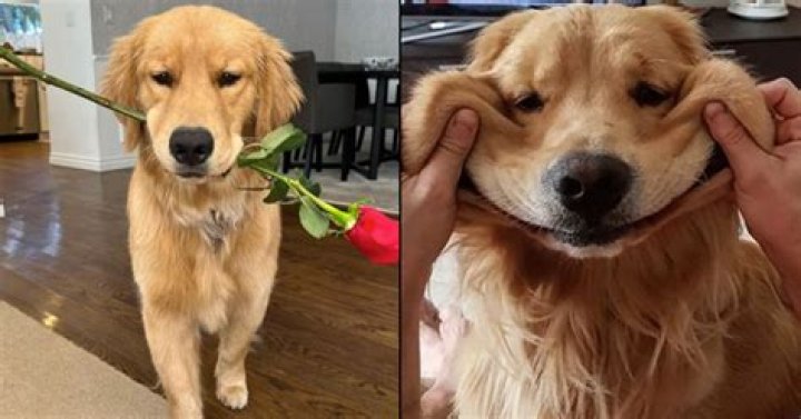 3 signs you have a Golden Retriever boyfriend — and why the bar for men is so low in relationships