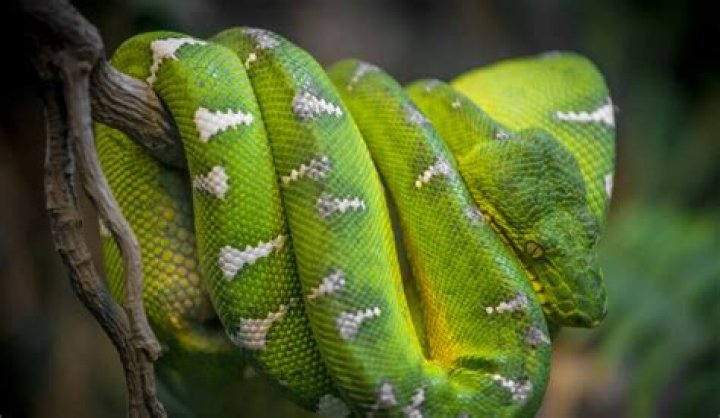 Can You Get Hurt on “Naked and Afraid”? You Bet!