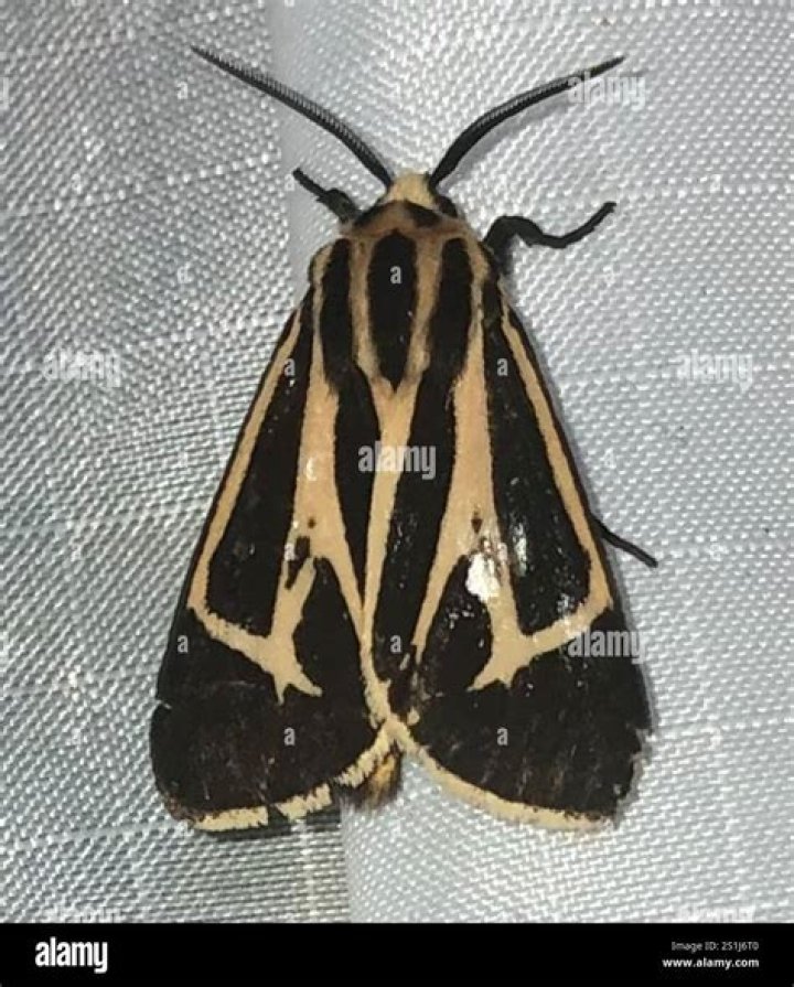 Moth Photographers Group – Apantesis phalerata – 8169
