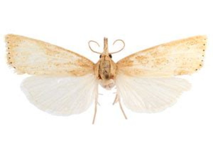 Moth Photographers Group – Chilo plejadellus – 5470