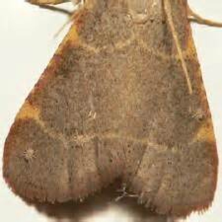 Moth Photographers Group -- MothTalk015.htm