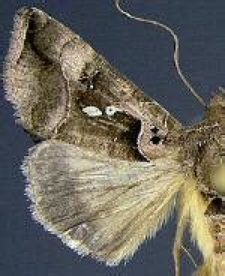 Moth Photographers Group – Plate 27 – Noctuidae: Plusiinae-Nolinae