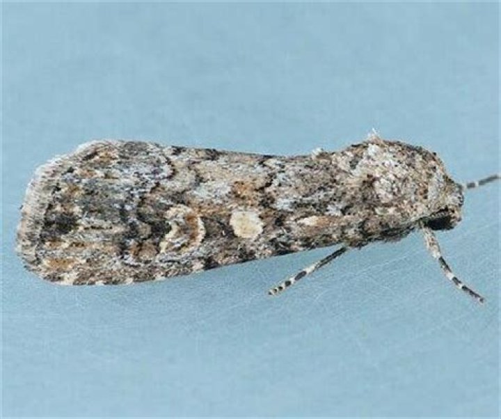 Moth Photographers Group – Spodoptera exigua – 9665