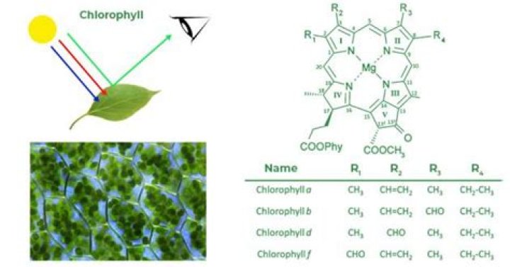 Steryl esters of pyrophaeophorbide b: A sedimentary sink for Chlorophyll b - ePrints